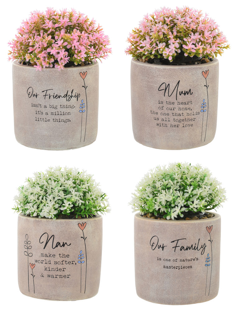 WILD MEADOW MSG POT PLANT (4)