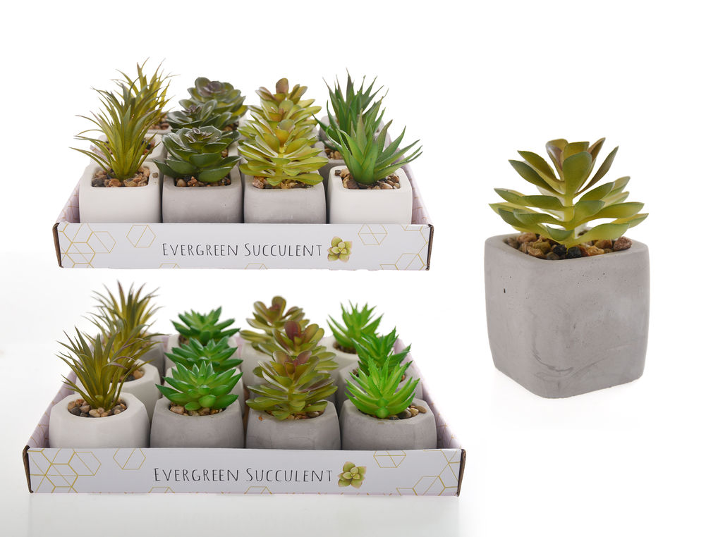 [26625] INDOOR EVERGREEN SUCCULENT (8) R